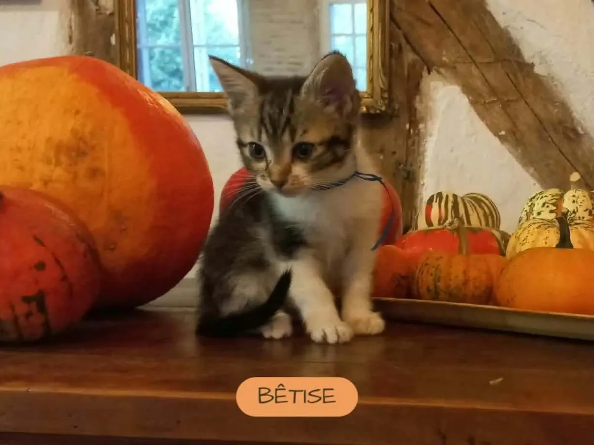 BÊTISE (bleue), Chat à adopter en Centre-Val de Loire