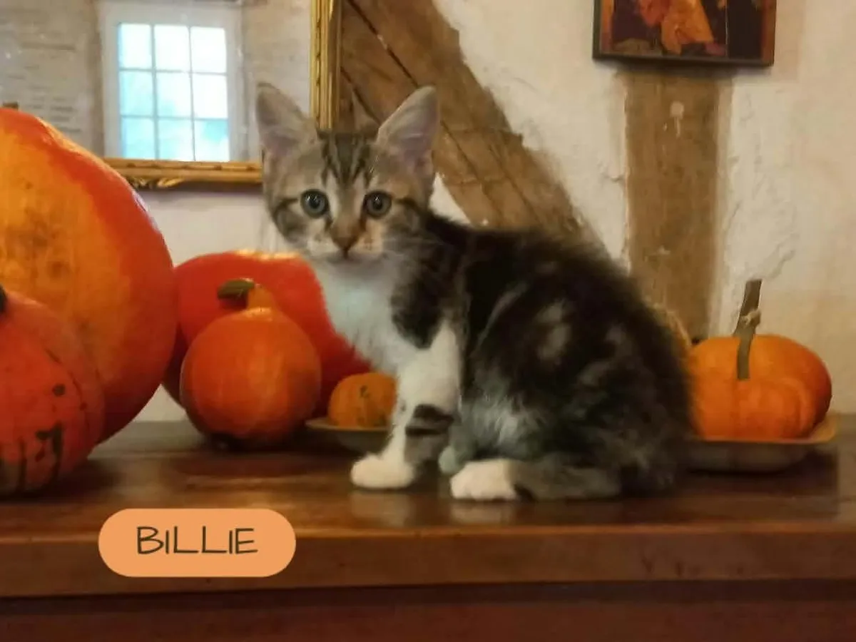 BILLIE (verte), Chat à adopter en Centre-Val de Loire