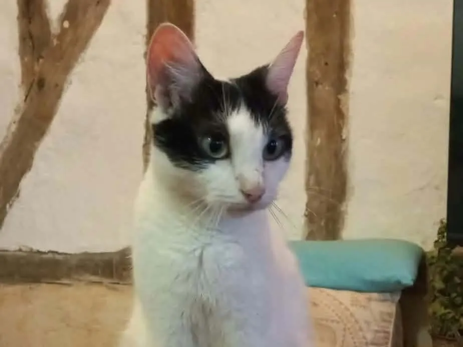 BLANKETTE, Chat à adopter en Centre-Val de Loire