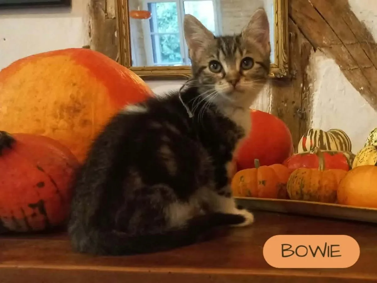 BOWIE (grise), Chat à adopter en Centre-Val de Loire