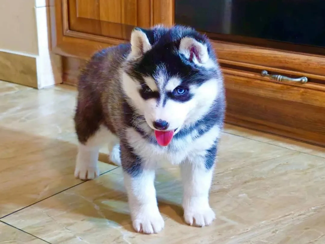 Lucky, Chien à adopter en Haute-Garonne