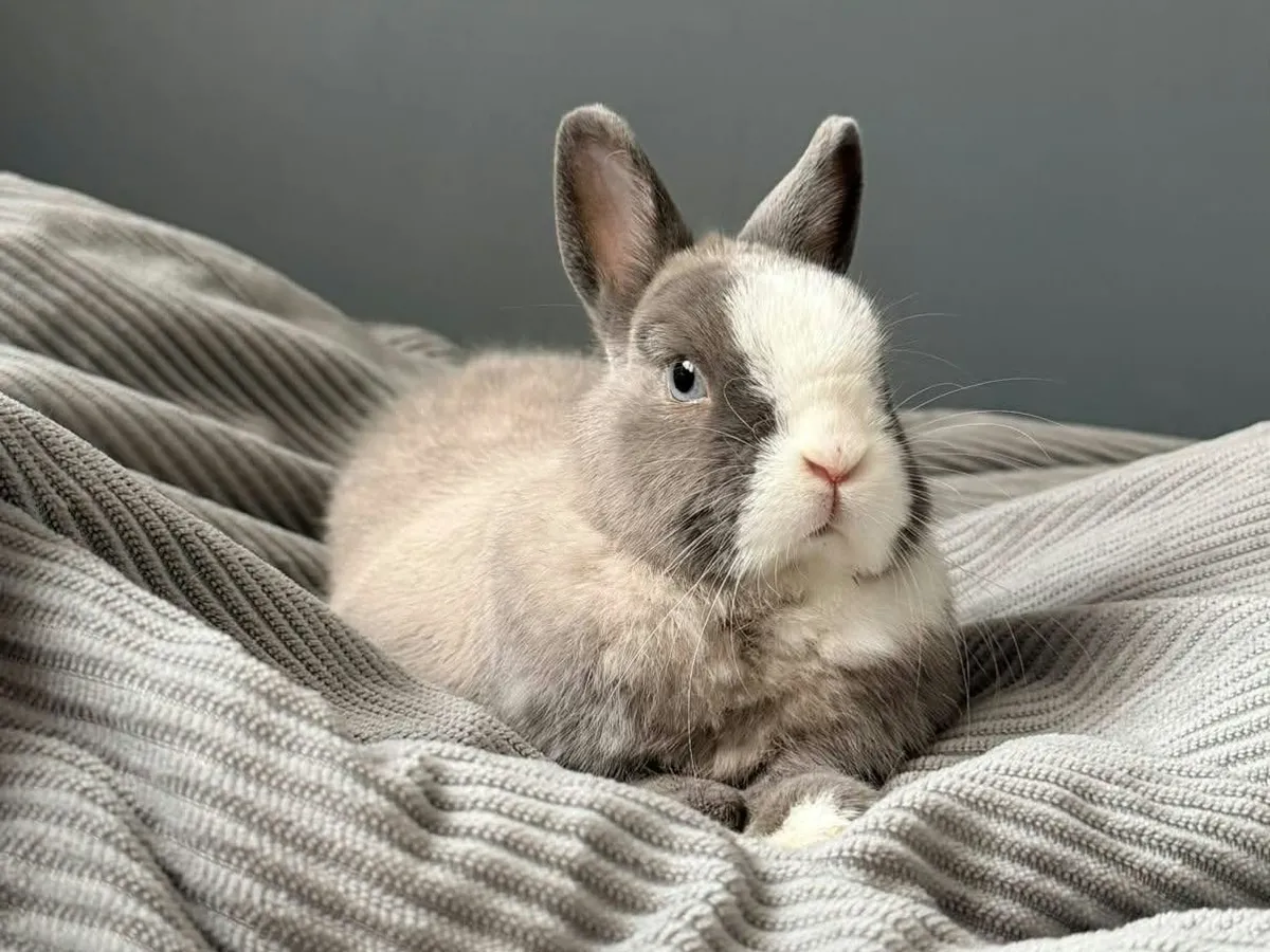 Tulsi, Lapin à adopter en Bourgogne-Franche-Comté