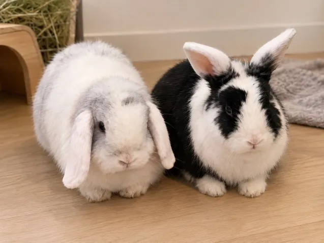 Gribouille et Pandalin, Lapin à adopter dans le Val-d'Oise