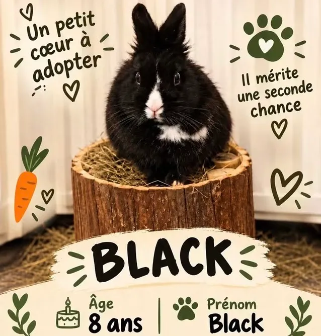 Black, Lapin à adopter dans le Val-d'Oise