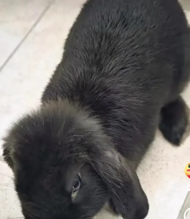 Batwoman, Lapin à adopter dans le Val-d'Oise