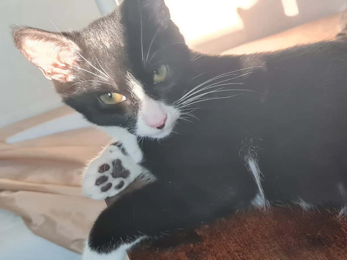 Oréo, Chat à adopter en Centre-Val de Loire