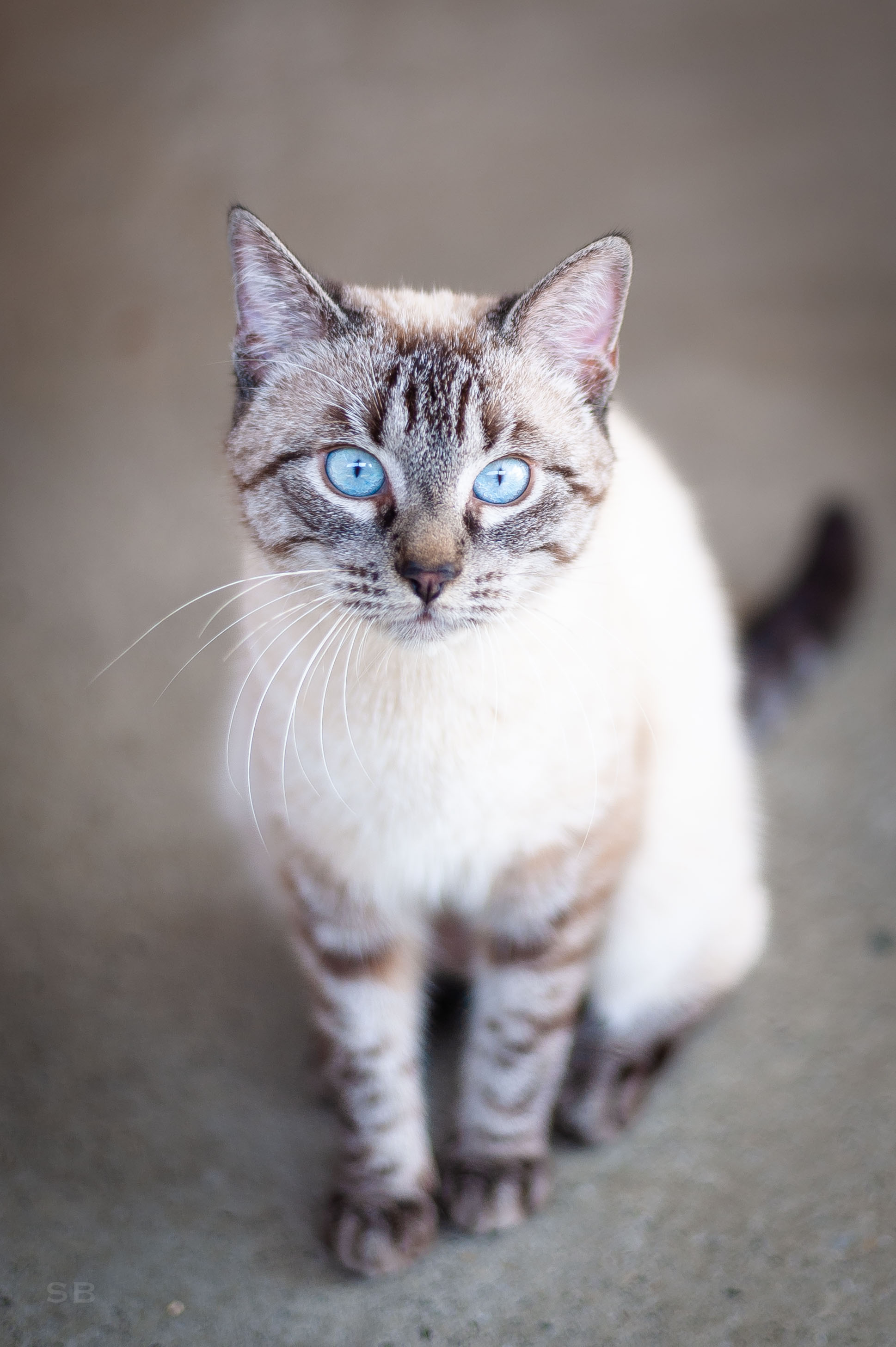 Nala